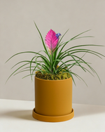 Tillandsia Cyanea