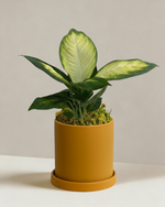 Dieffenbachia Tropic Marina