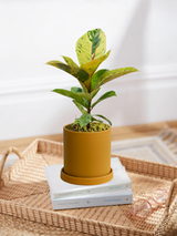 Ficus Elastica Shivereana