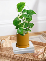 Pothos Manjula