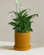Peace Lily