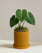 Philodendron Gloriosum