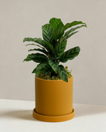 Calathea Freddy