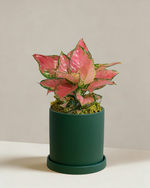 Aglaonema Auspicious Red