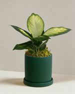 Dieffenbachia Tropic Marina