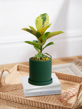 Ficus Elastica Shivereana