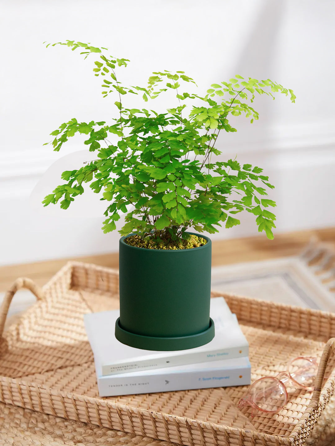 Maidenhair Fern 'Fragrantissimum' Variegated