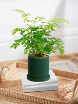 Maidenhair Fern 'Fragrantissimum'