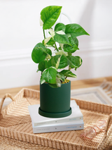 Pothos Manjula