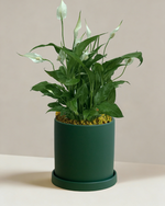 Peace Lily