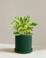 Peperomia Albo Marginata