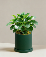 Peperomia Obtipan Green