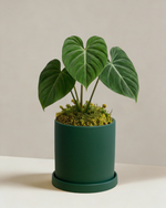 Philodendron Gloriosum