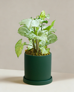 Syngonium Silver Fox