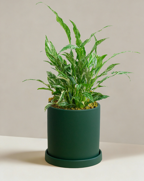 peace lily small leaves Peace Lily 'Domino' | Variegated Spathiphyllum