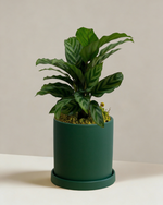 Calathea Freddy