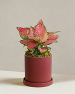 Aglaonema Auspicious Red