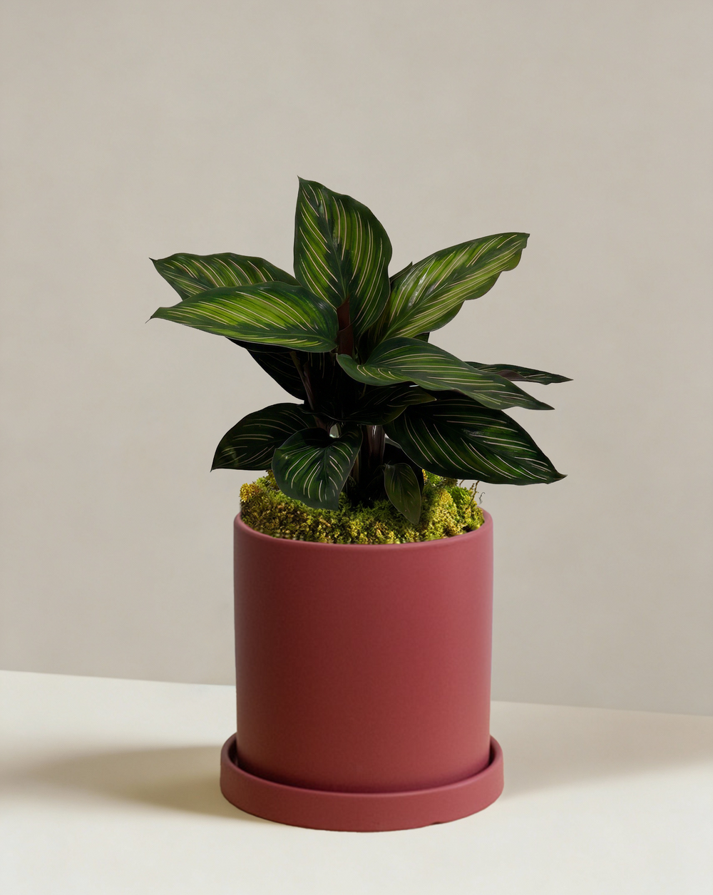 Calathea Beauty Star
