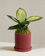 Dieffenbachia Tropic Marina