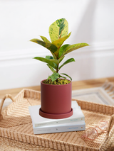 Ficus Elastica Shivereana