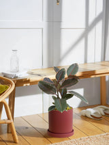 Ficus Elastica Ruby