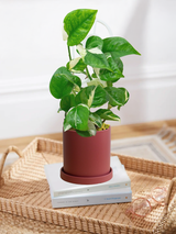 Pothos Manjula