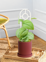 Pothos Silver Hero