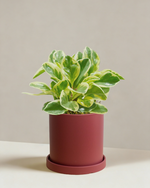 Peperomia Albo Marginata