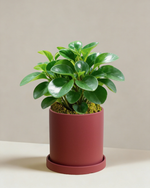 Peperomia Obtipan Green