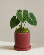 Philodendron Gloriosum