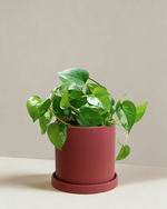 Pothos Green Dragon