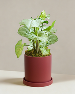 Syngonium Silver Fox