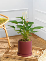 White Anthurium Andraeanum