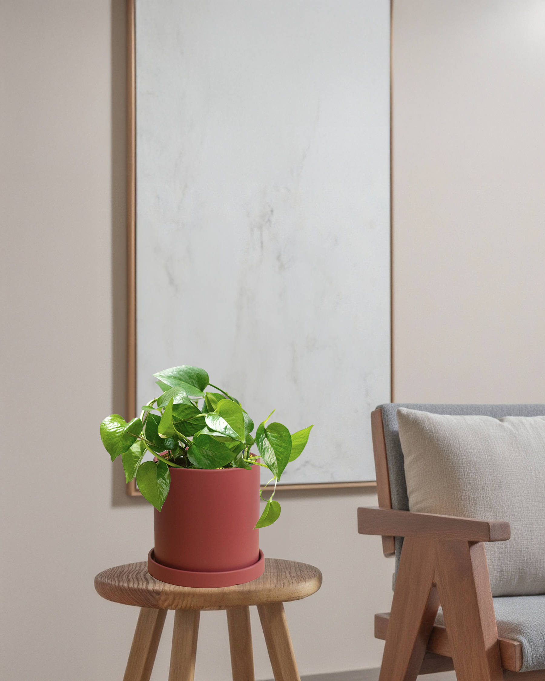 Pothos Green Dragon