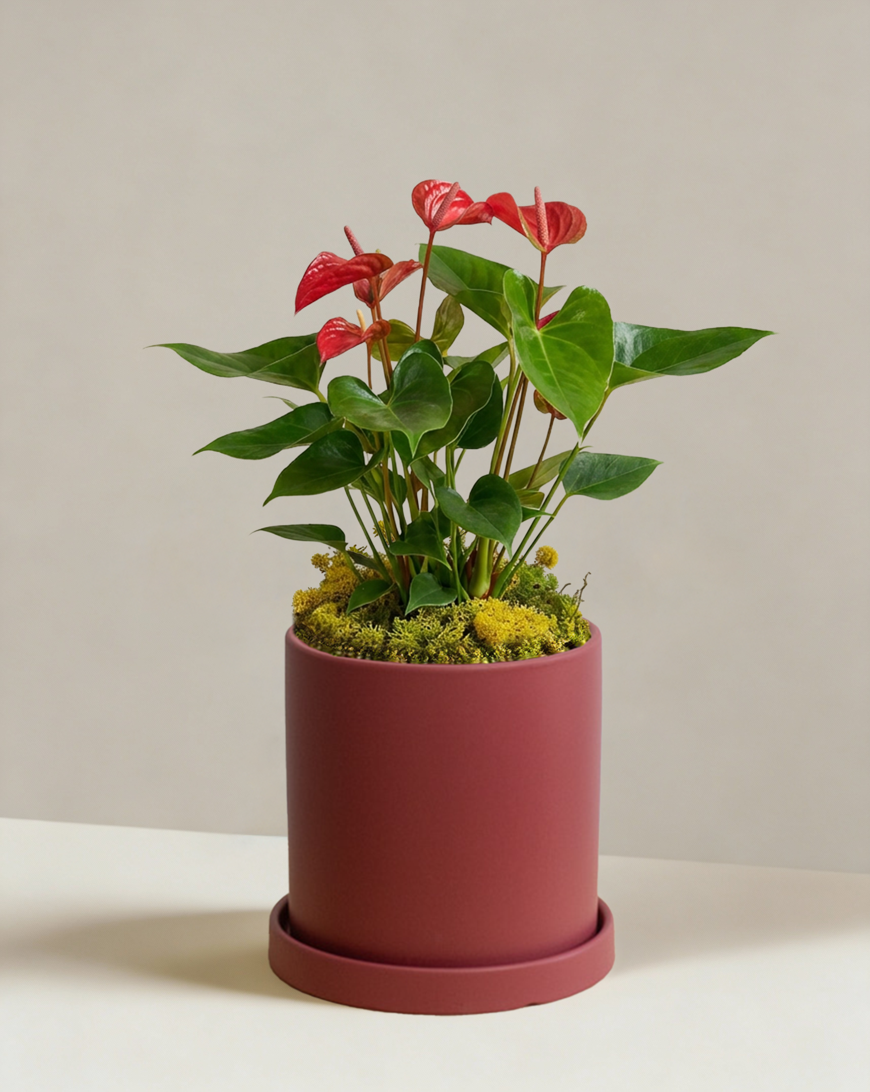 is red anthurium poisonous to cats Red Anthurium | Flamingo Flower