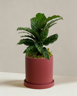 Calathea Freddy