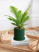 Silver Lady Fern