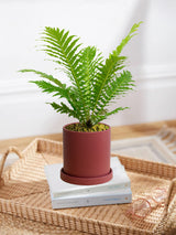 Silver Lady Blechnum Fern