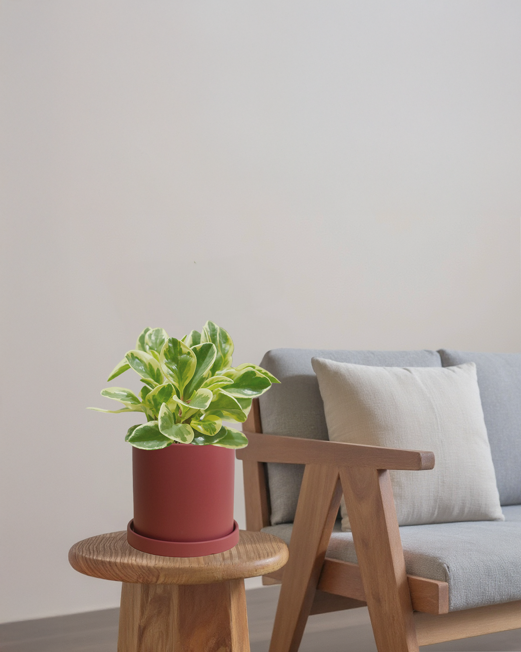 Peperomia Variegated