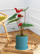 Red Anthurium Andraeanum