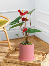 Red Anthurium Andraeanum