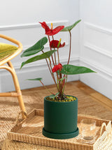 Red Anthurium Andraeanum