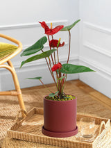 Red Anthurium Andraeanum