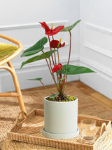 Red Anthurium Andraeanum