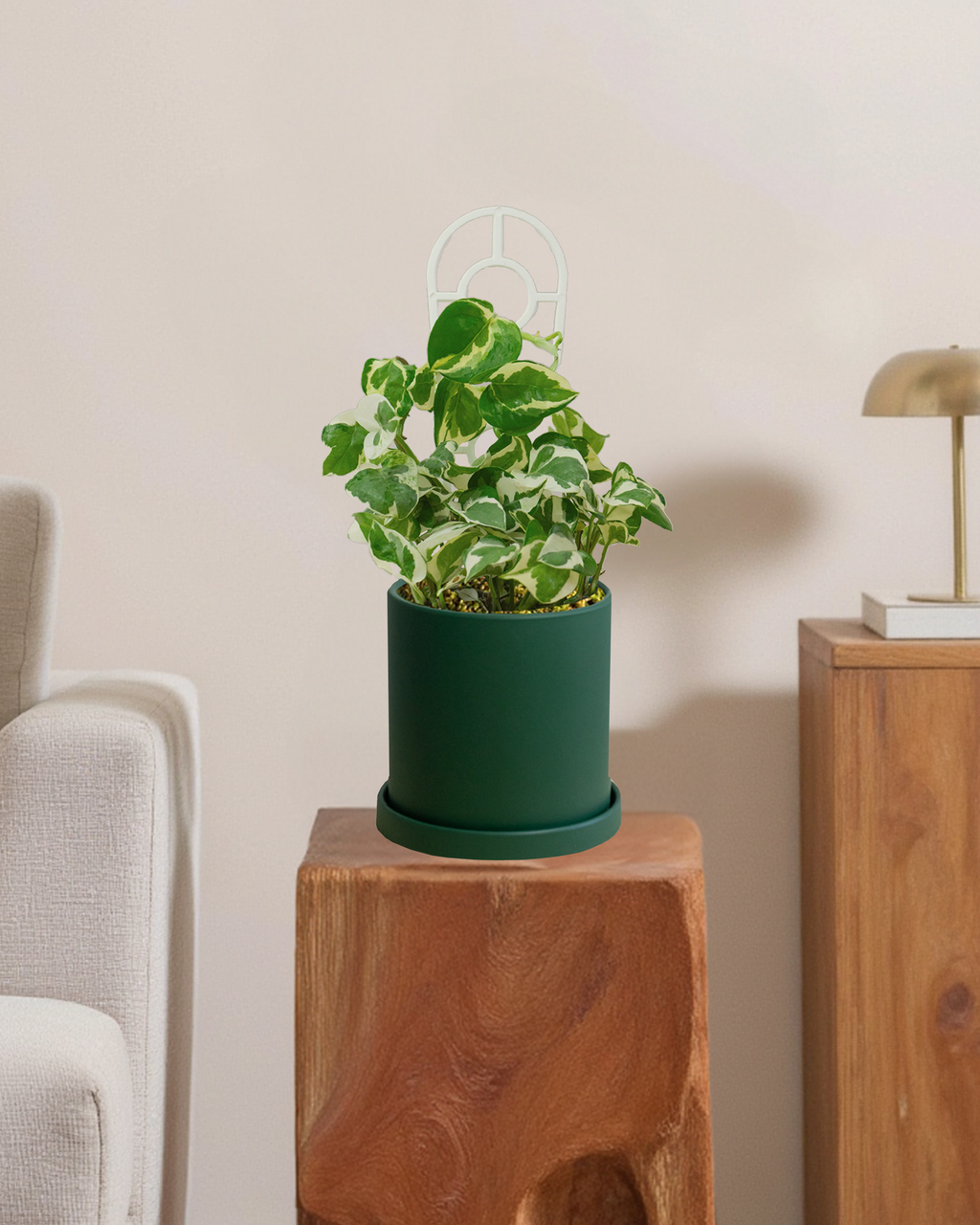 Pothos Snow Queen