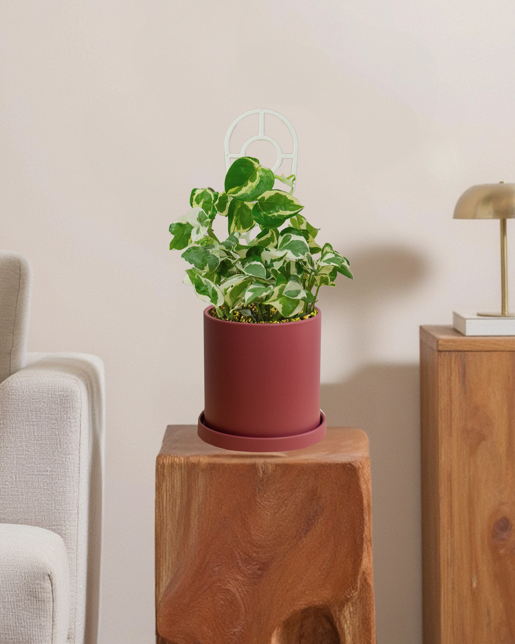 Pothos Snow Queen