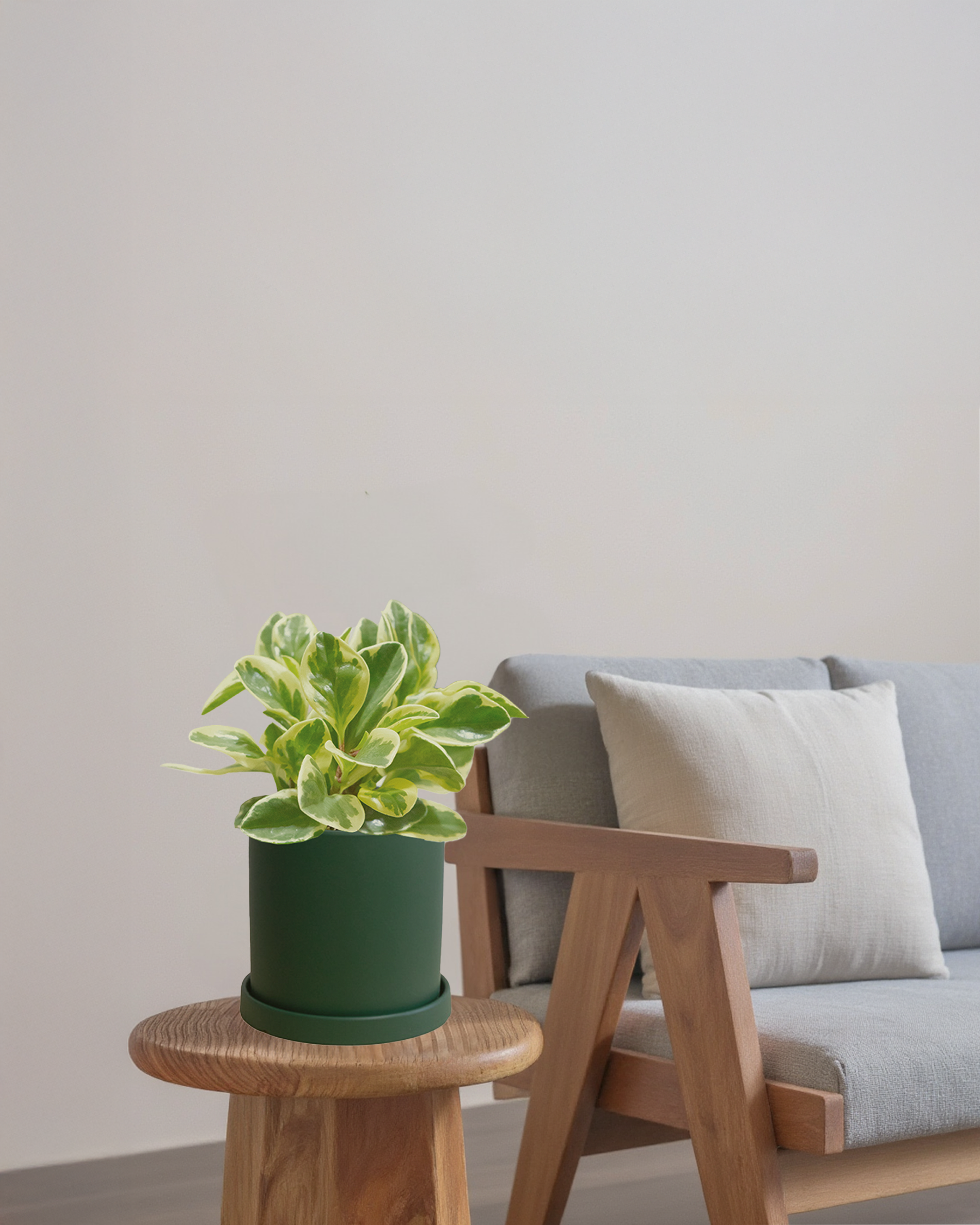 Peperomia Variegated