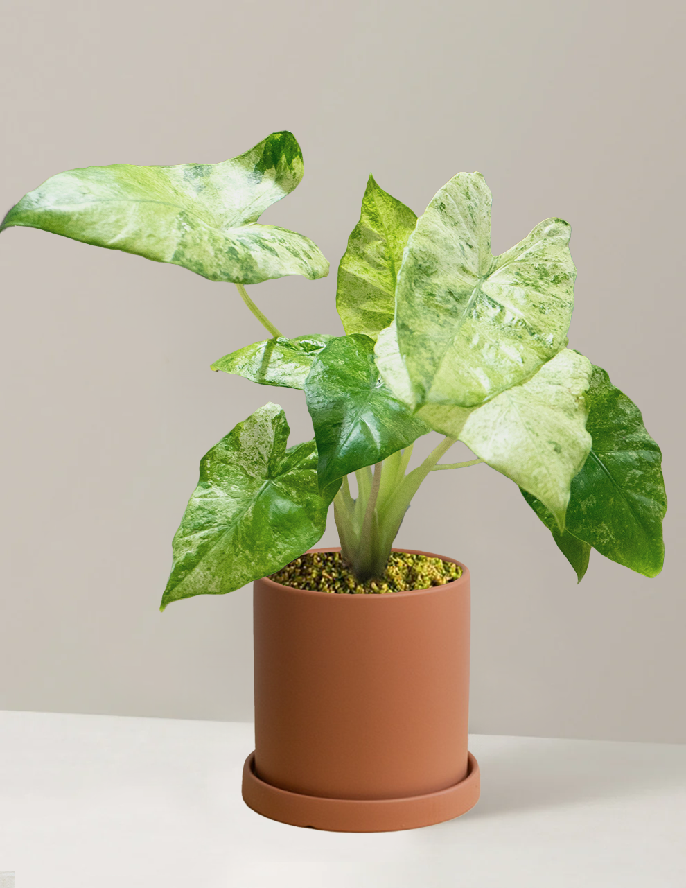 Alocasia Macrorrhiza Splash