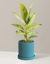 Ficus Shivereana