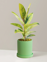 Ficus Shivereana